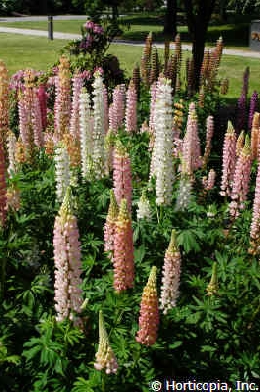 Lupinus polyphyllus